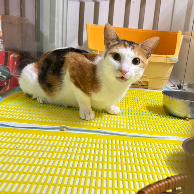 新北市板橋區公立動物之家,編號:409875, 混種貓                 