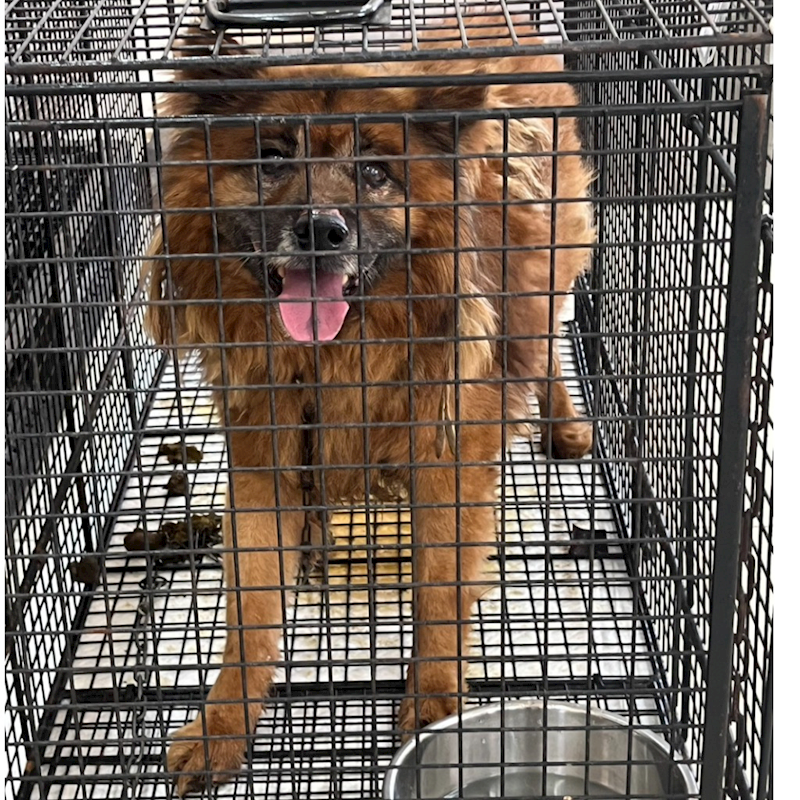 金門縣動物收容中心,編號:410082, 混種犬          