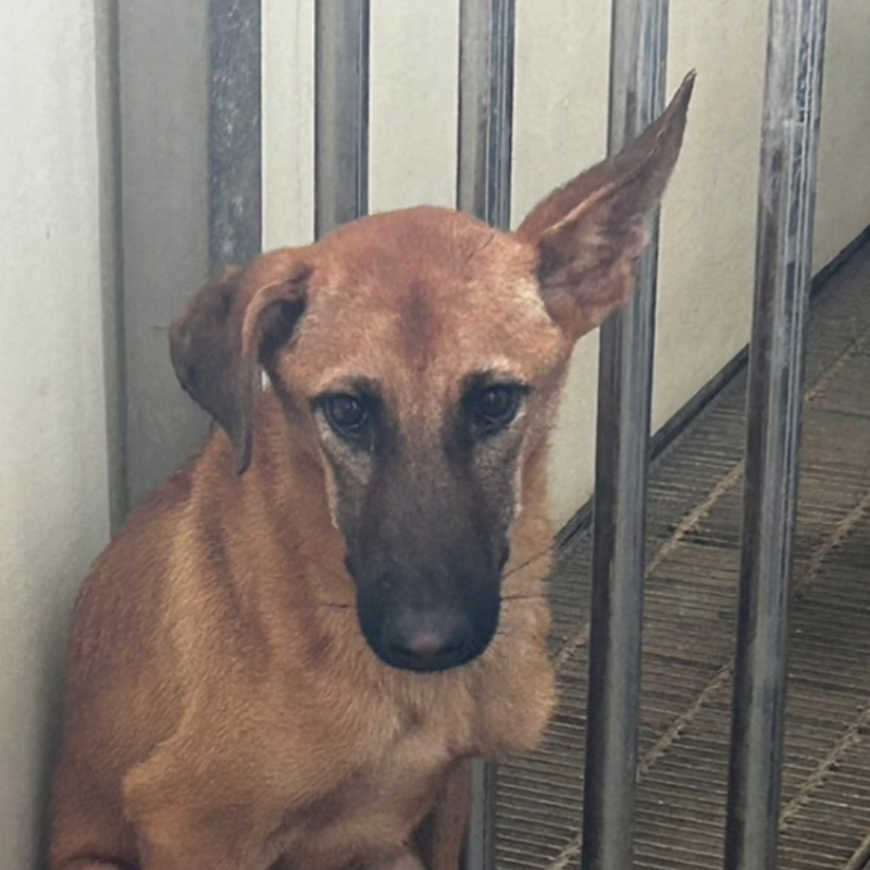 澎湖縣流浪動物收容中心,編號:349570, 混種犬          