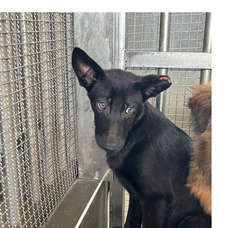 澎湖縣流浪動物收容中心,編號:399437, 混種犬          