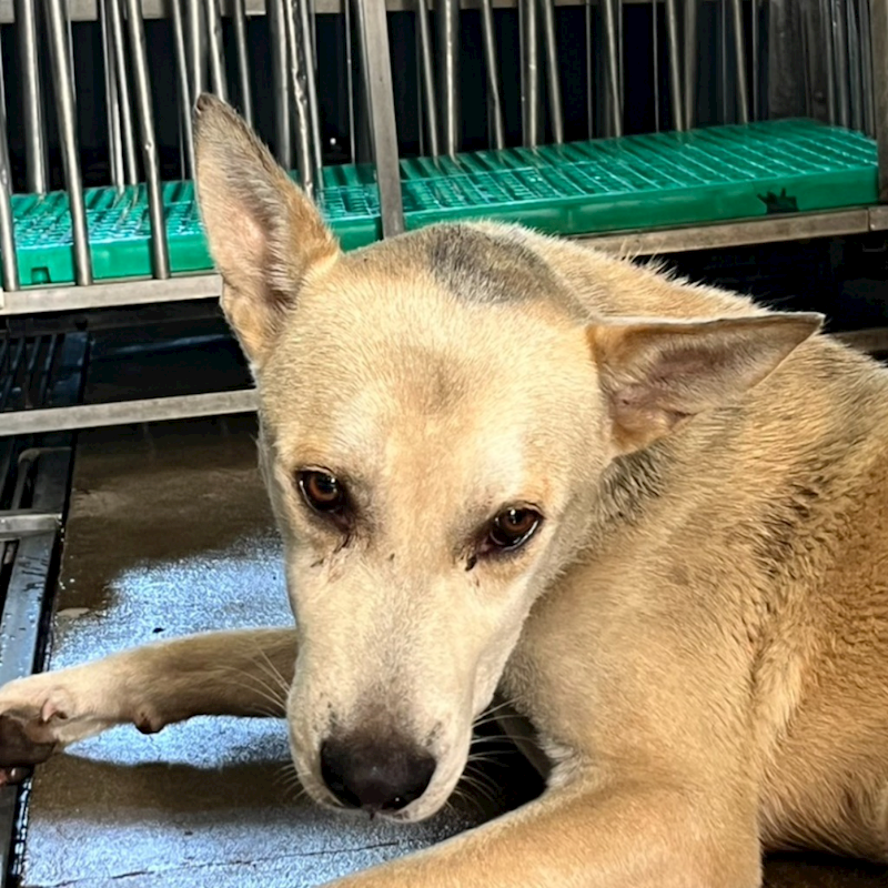 澎湖縣流浪動物收容中心,編號:410279, 混種犬          