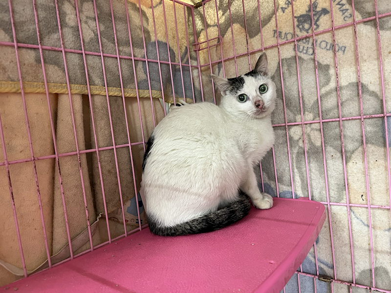 臺北市動物之家,編號:396883, 混種貓                 