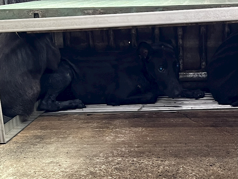 彰化縣流浪狗中途之家,編號:410222, 混種犬          