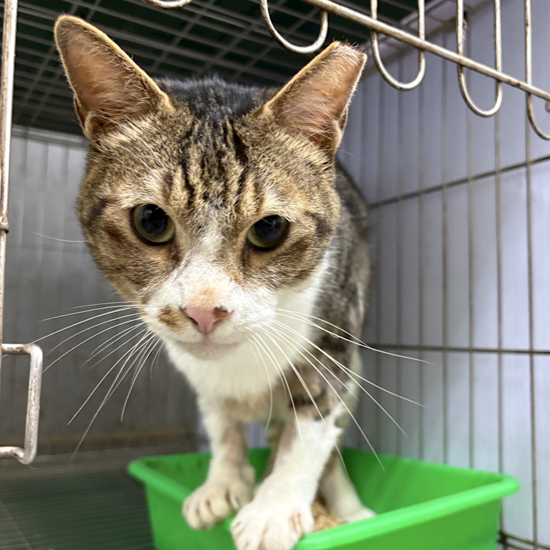 新北市五股區公立動物之家,編號:410564, 混種貓                 