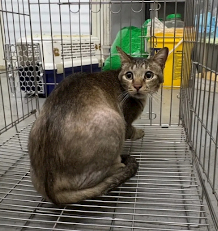 新北市五股區公立動物之家,編號:410558, 混種貓                 