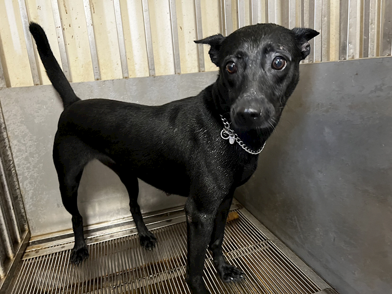 桃園市動物保護教育園區,編號:316979, 混種犬          