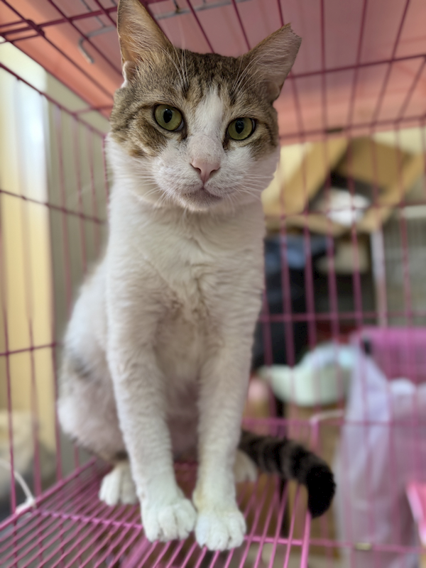苗栗縣動物保護教育園區,編號:411864, 混種貓                 