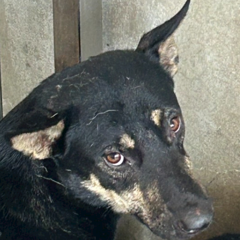 澎湖縣流浪動物收容中心,編號:406624, 混種犬          