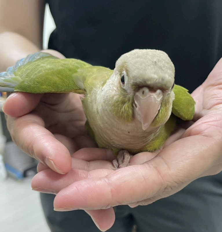 嘉義市動物保護教育園區,編號:412402, 錐尾鸚鵡（小太陽）