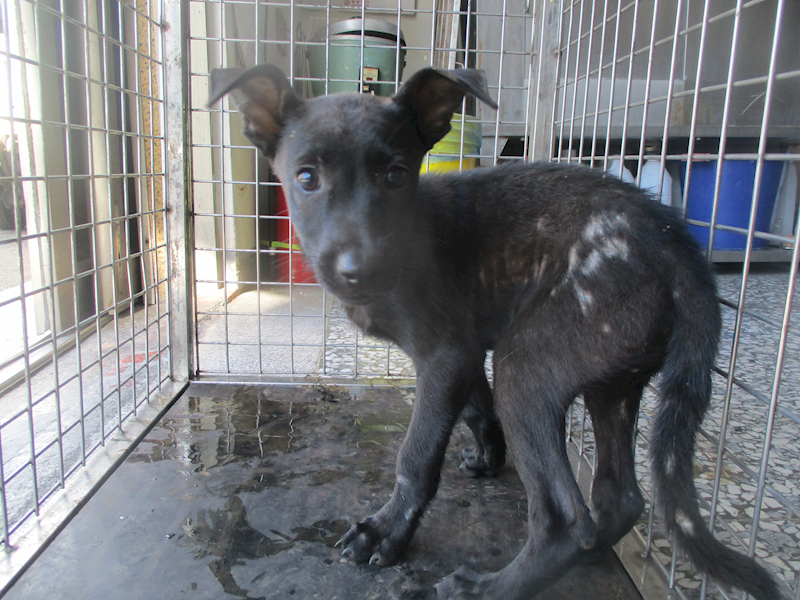 高雄市壽山動物保護教育園區,編號:412639, 混種犬          