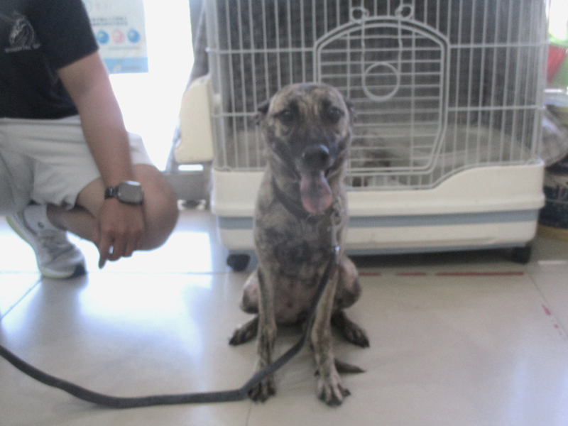 高雄市壽山動物保護教育園區,編號:412637, 混種犬          
