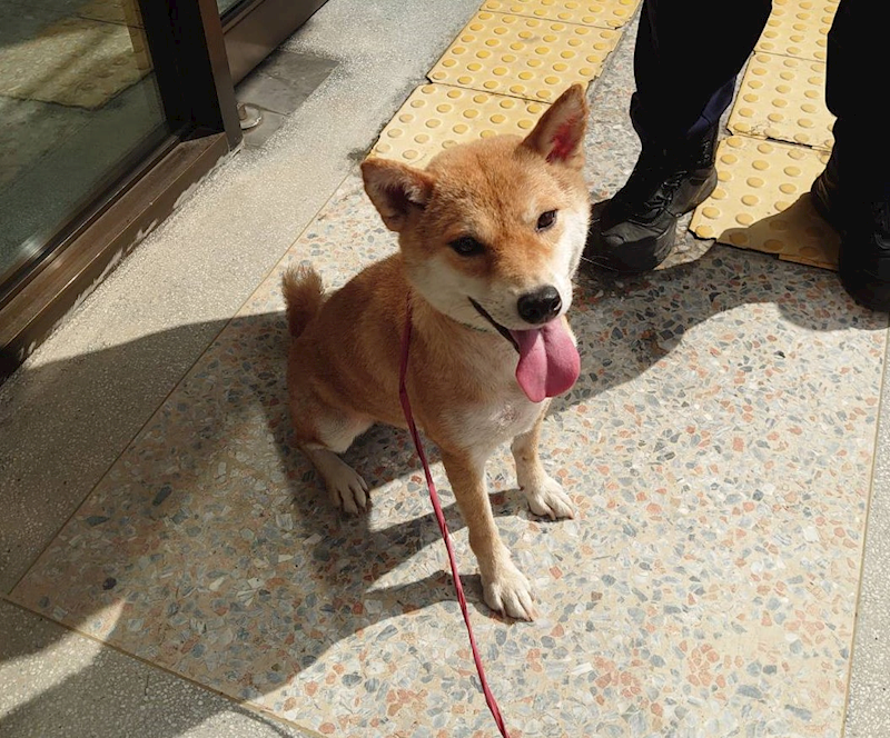 嘉義市動物保護教育園區,編號:408527, 柴犬                  