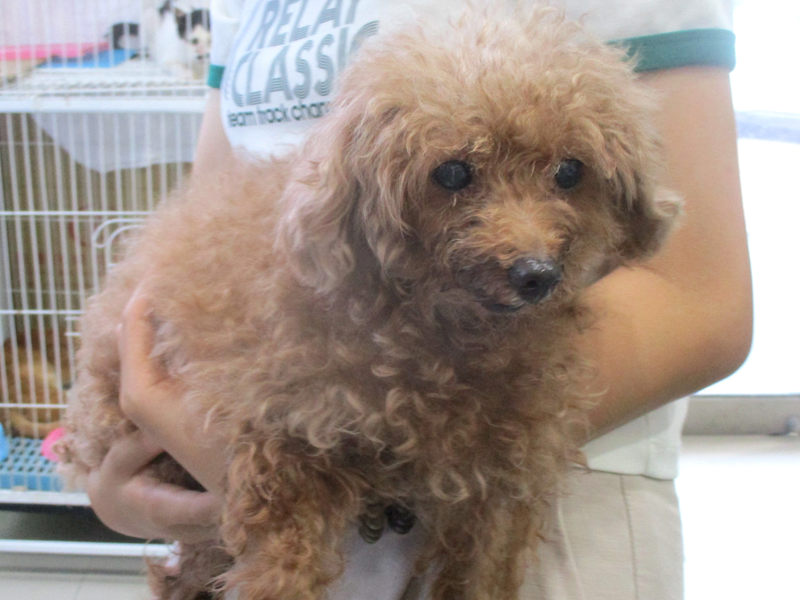 高雄市壽山動物保護教育園區,編號:412448, 貴賓犬        