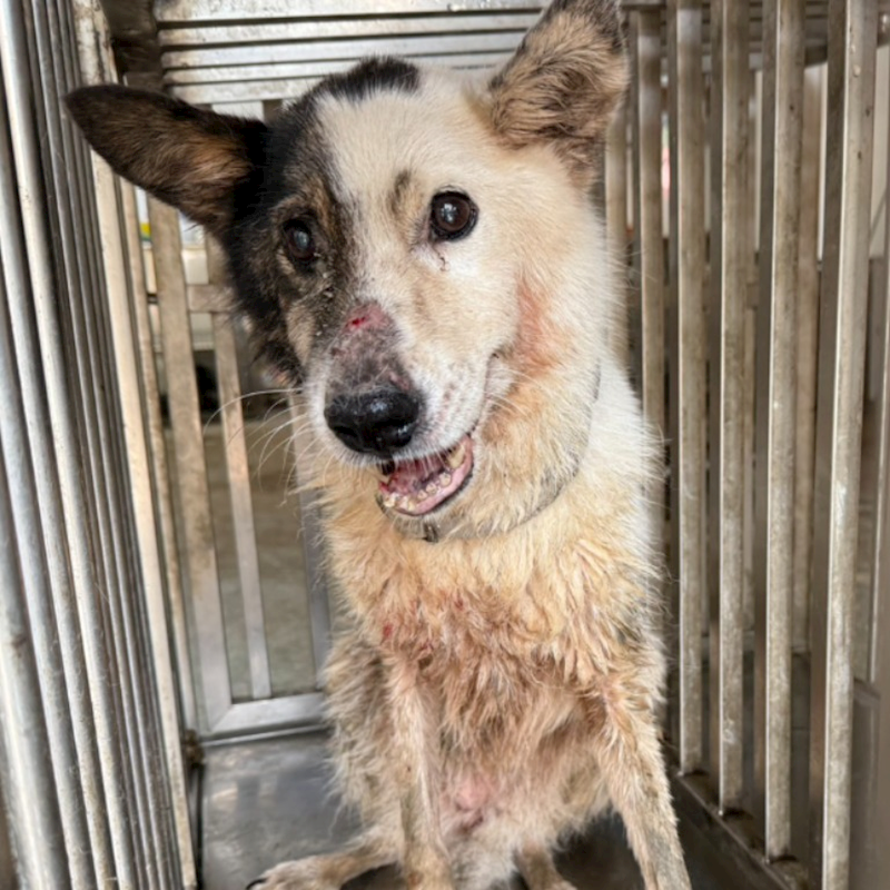 臺南市動物之家善化站,編號:412740, 混種犬          