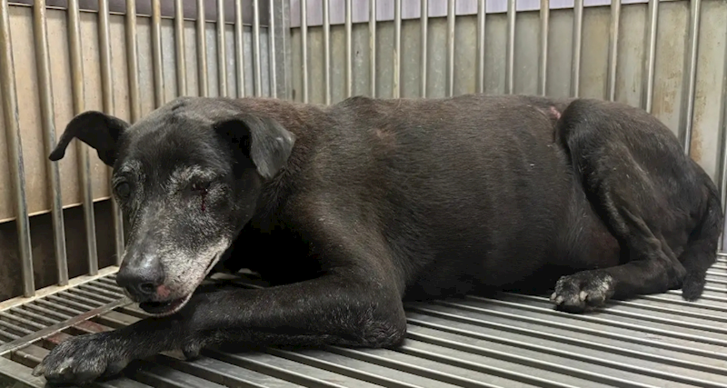 新北市五股區公立動物之家,編號:412883, 混種犬          