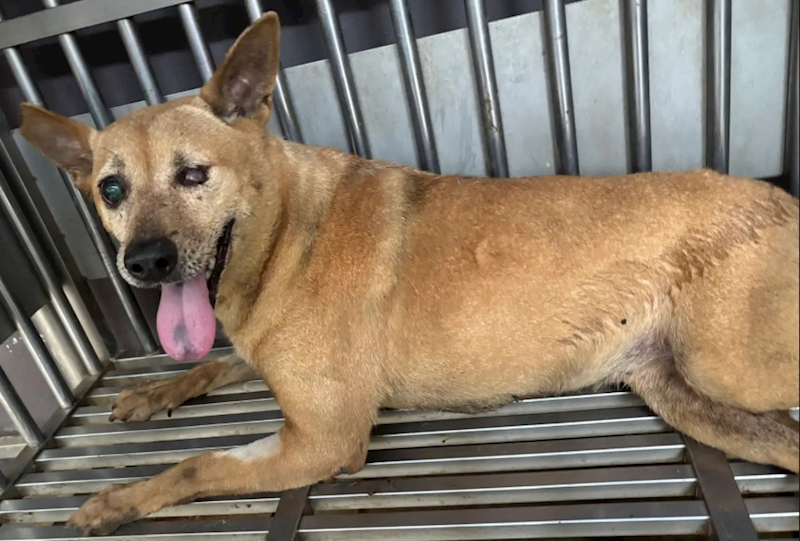 新北市五股區公立動物之家,編號:412874, 混種犬          