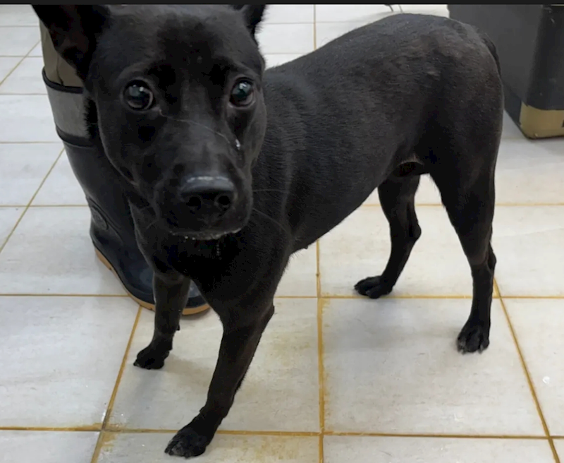 新北市五股區公立動物之家,編號:412870, 混種犬          