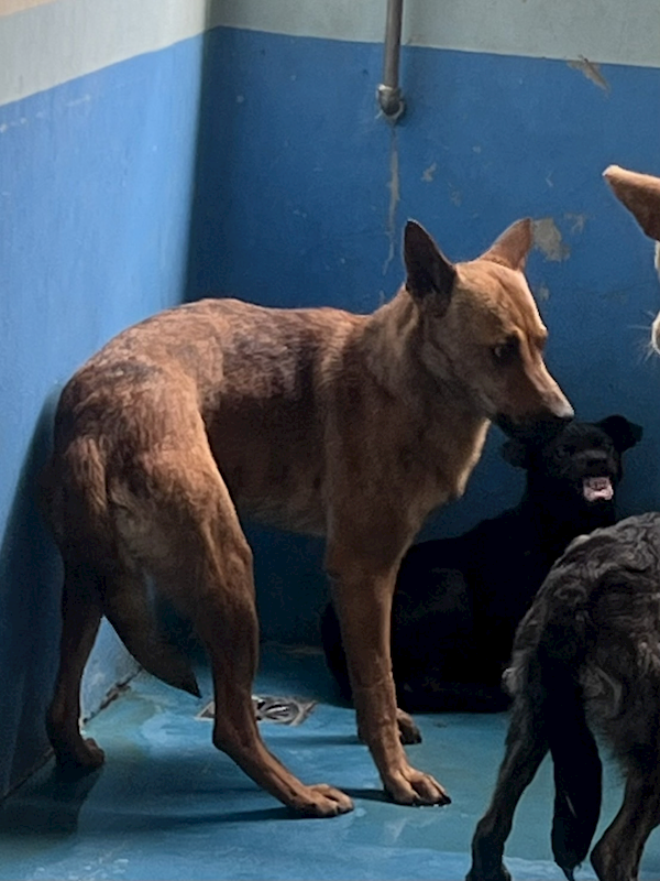 苗栗縣動物保護教育園區,編號:402489, 混種犬          