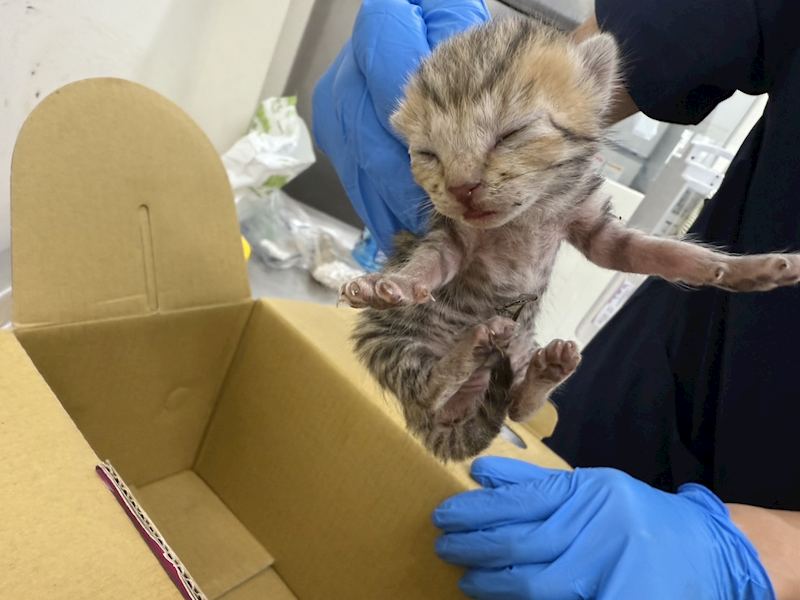 臺北市動物之家,編號:413133, 混種貓                 