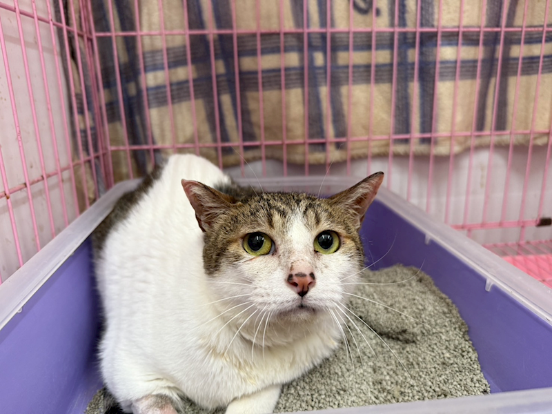 臺北市動物之家,編號:413058, 混種貓                 