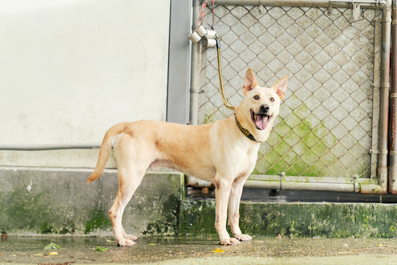 新北市五股區公立動物之家,編號:413009, 混種犬          