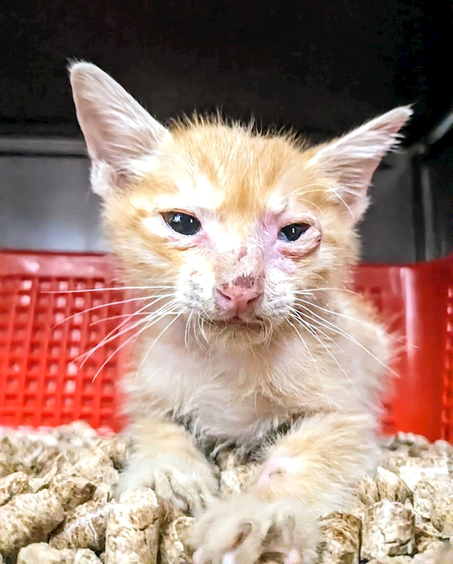新竹縣動物保護教育園區,編號:413240, 混種貓                 