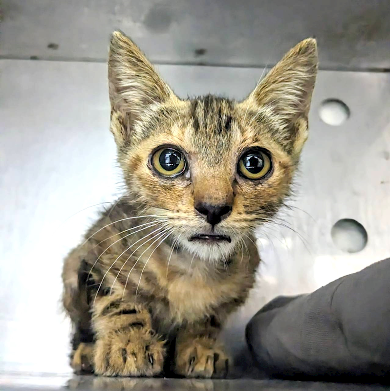 新竹縣動物保護教育園區,編號:413243, 混種貓                 