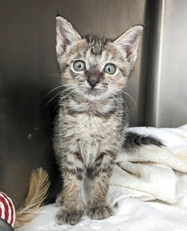 新竹縣動物保護教育園區,編號:412062, 混種貓                 