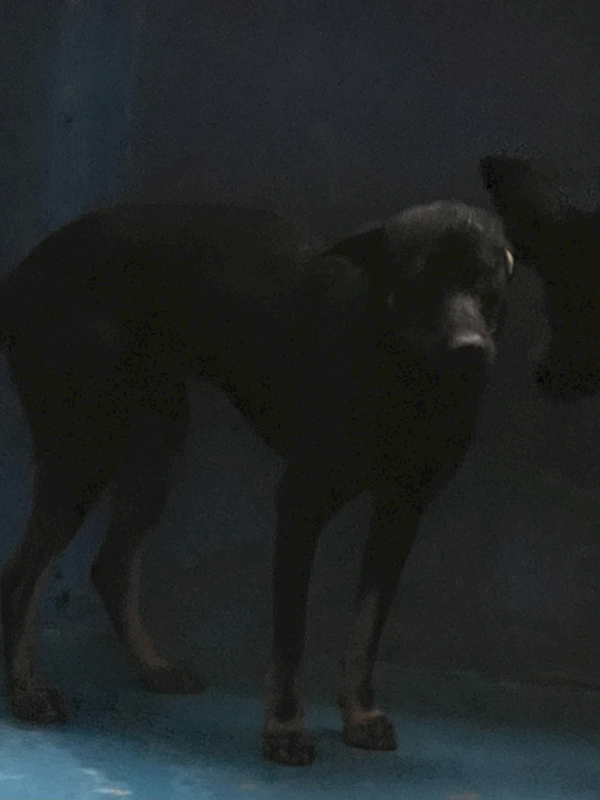 苗栗縣動物保護教育園區,編號:407997, 混種犬          
