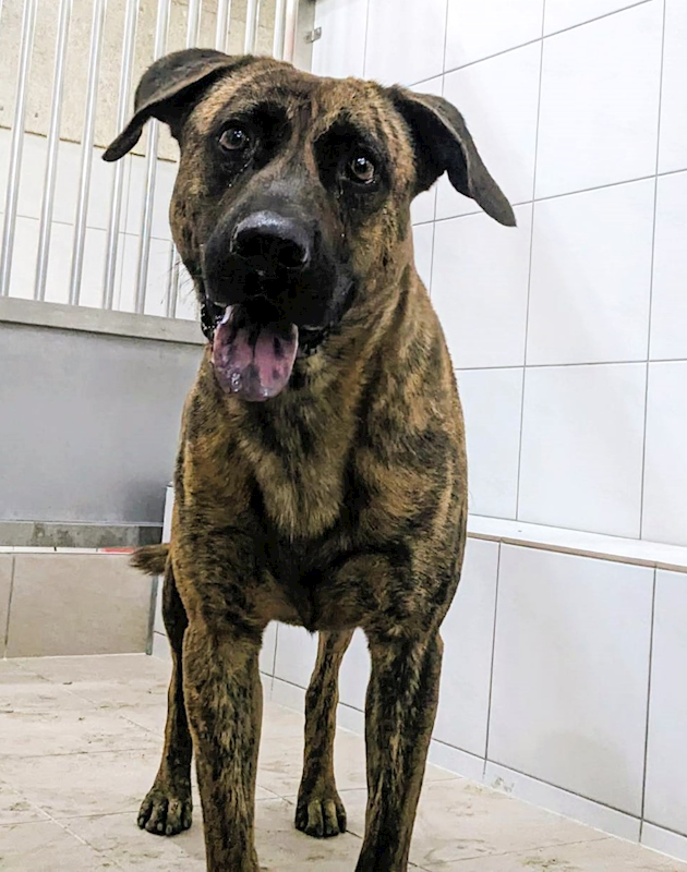 新竹縣動物保護教育園區,編號:413261, 混種犬          