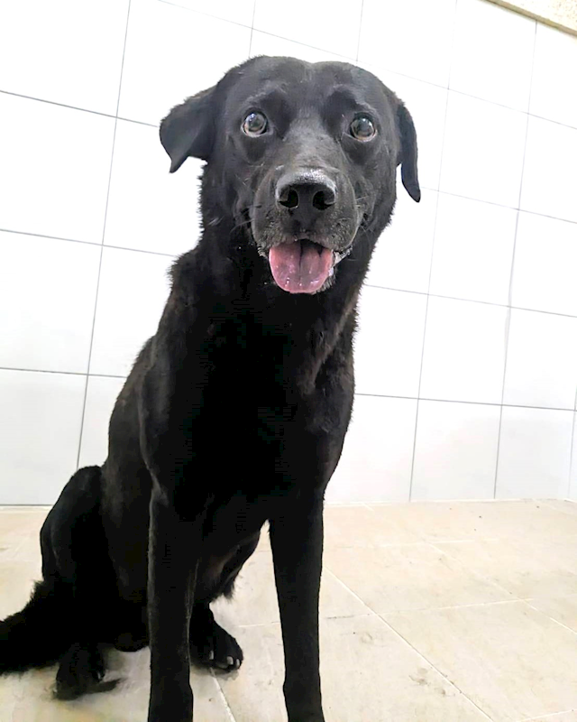 新竹縣動物保護教育園區,編號:413263, 混種犬          