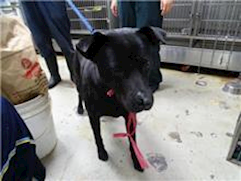 臺北市動物之家,編號:98625, 混種犬          