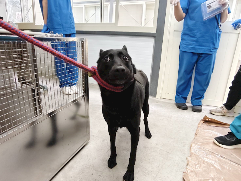 臺北市動物之家,編號:399620, 混種犬          