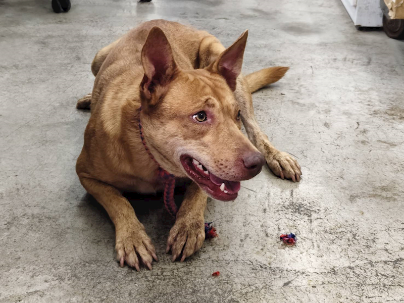 臺北市動物之家,編號:405292, 混種犬          