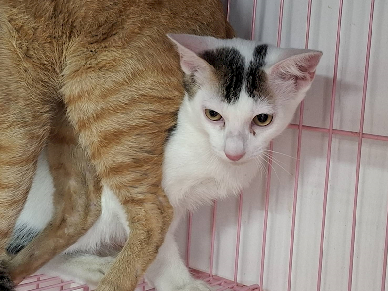 臺北市動物之家,編號:408451, 混種貓                 