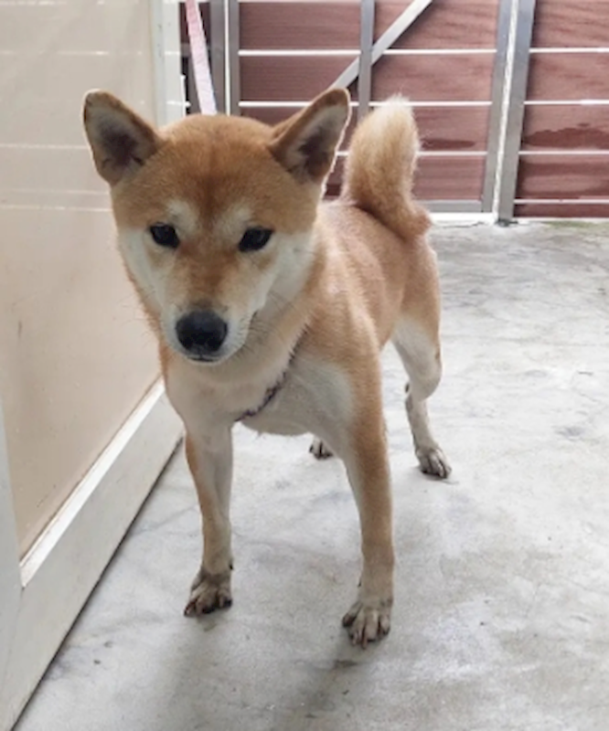 新北市五股區公立動物之家,編號:413317, 柴犬                  