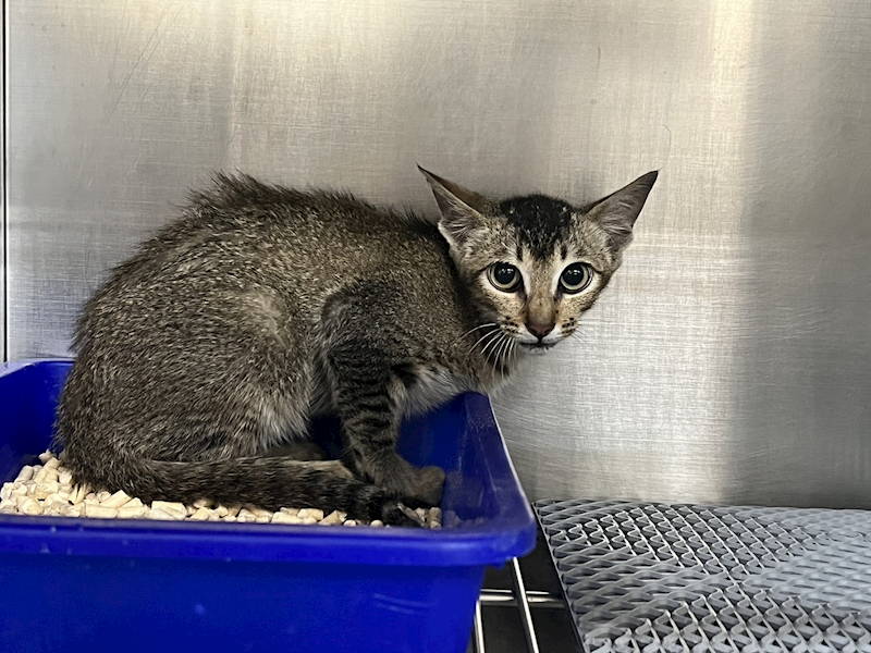 桃園市動物保護教育園區,編號:406960, 混種貓                 
