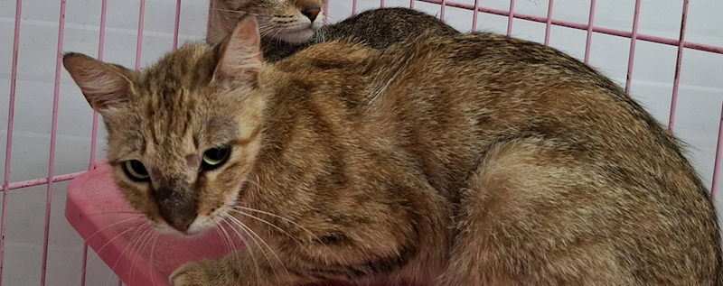 臺北市動物之家,編號:406539, 混種貓                 