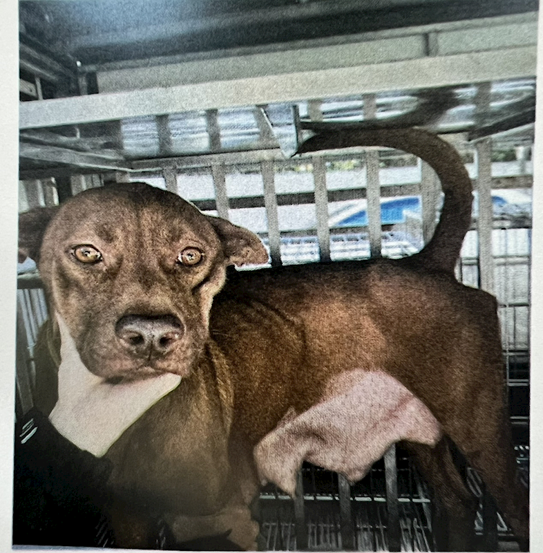 桃園市動物保護教育園區,編號:396324, 混種犬          