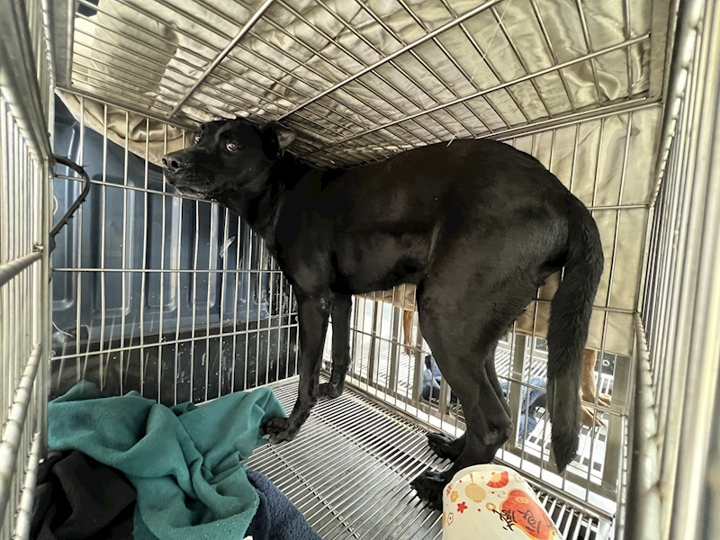 桃園市動物保護教育園區,編號:391913, 混種犬          
