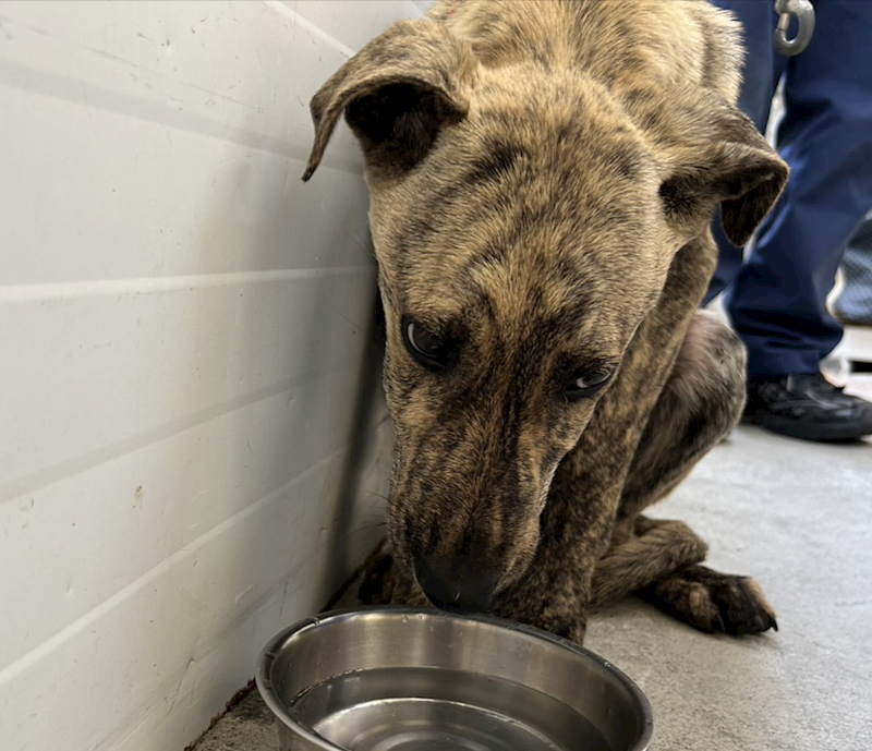 臺北市動物之家,編號:399348, 混種犬          