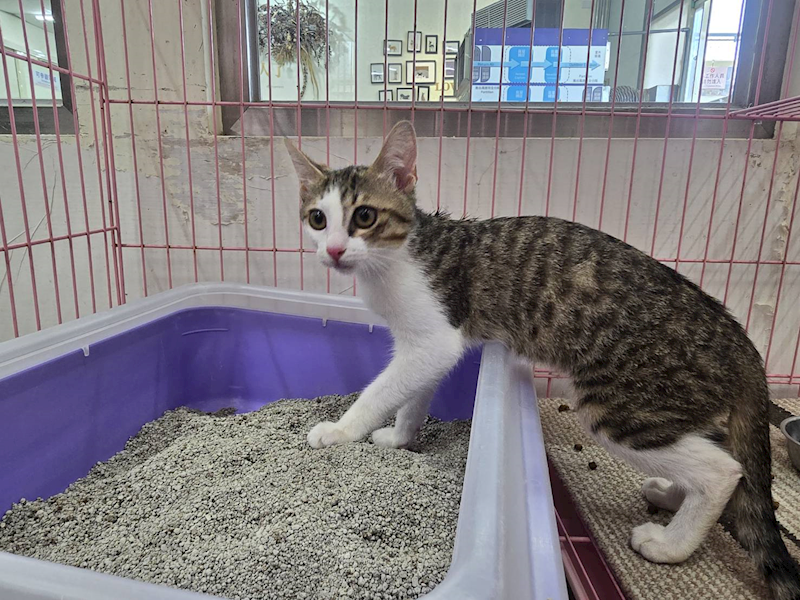 臺北市動物之家,編號:413332, 混種貓                 