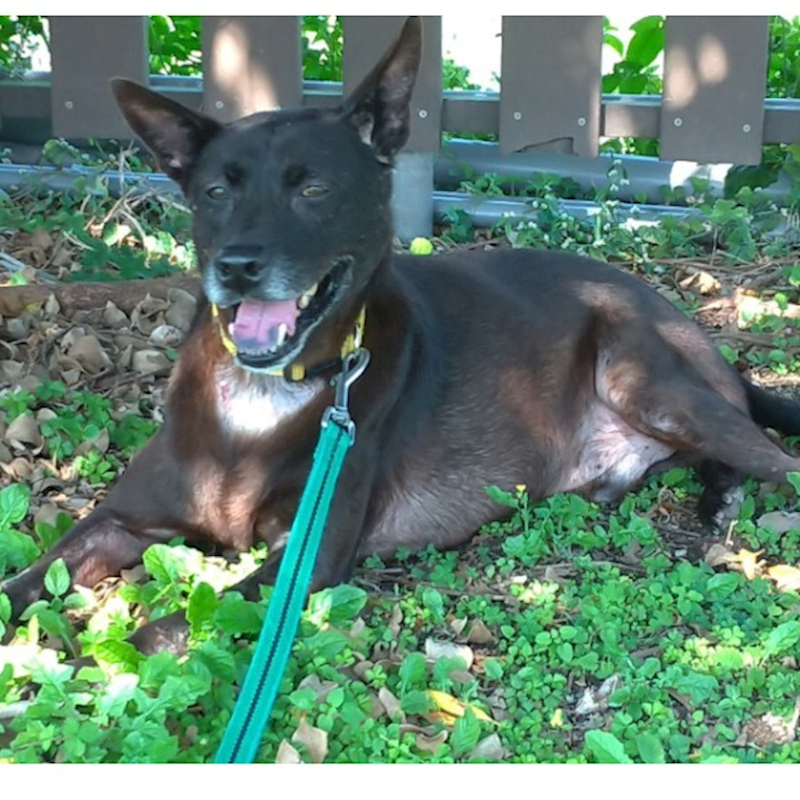 臺北市動物之家,編號:224349, 混種犬          