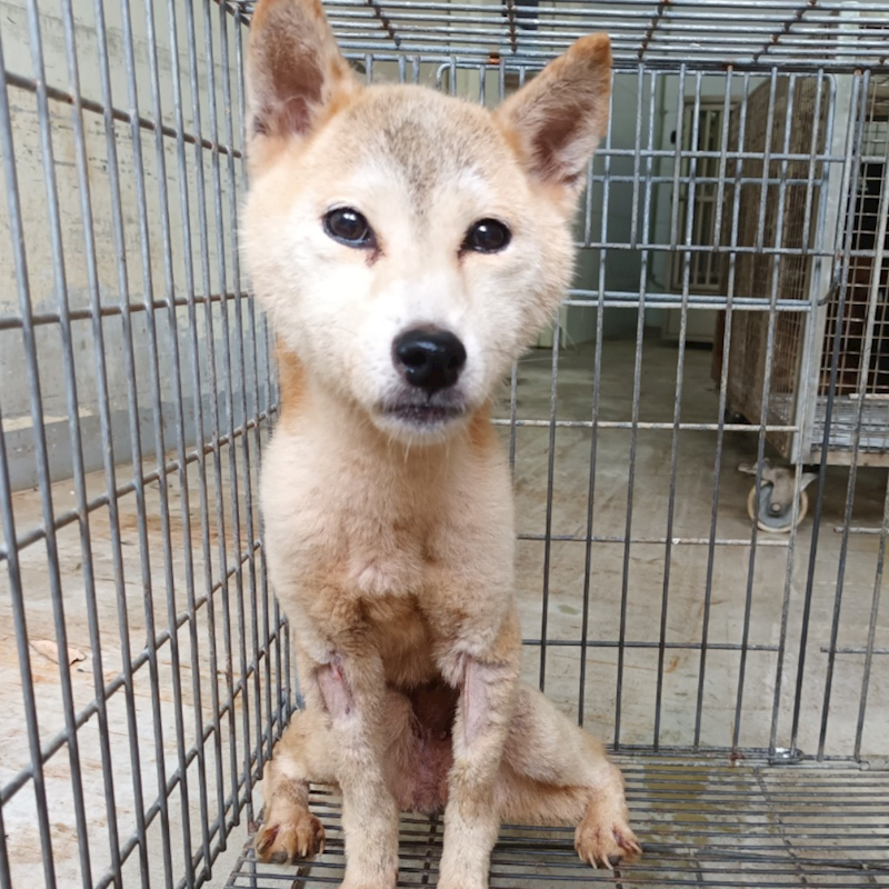 嘉義縣動物保護教育園區,編號:413747, 柴犬                  