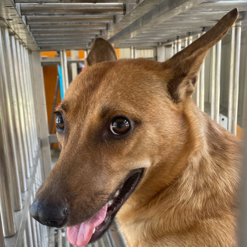 澎湖縣流浪動物收容中心,編號:412722, 混種犬          