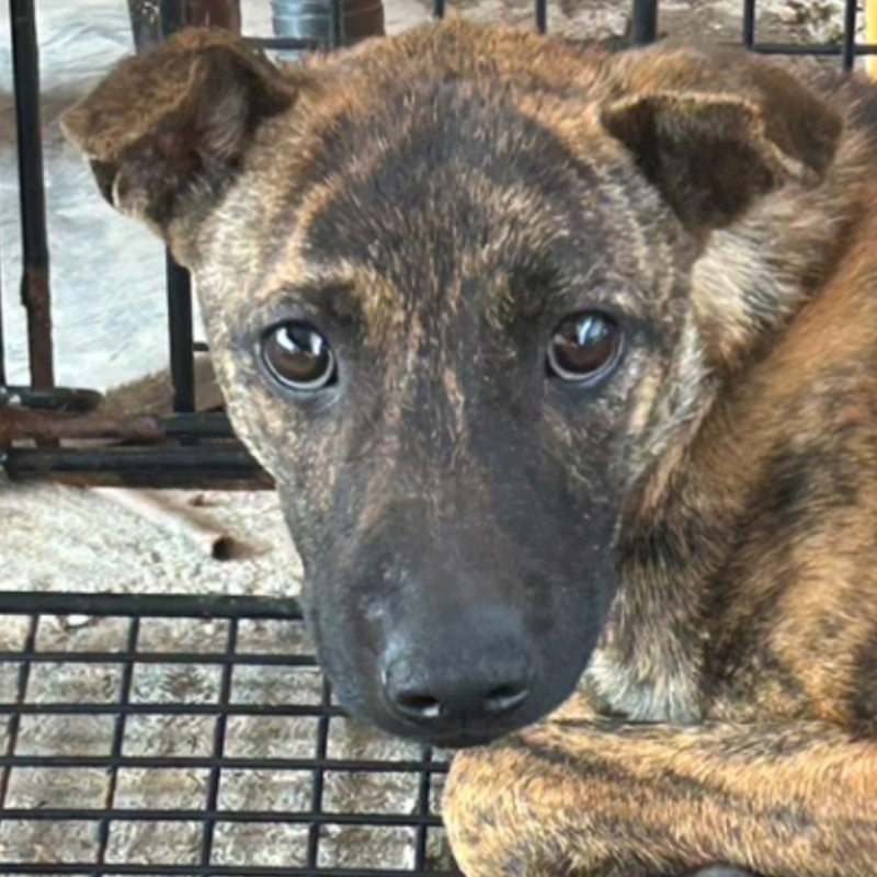 澎湖縣流浪動物收容中心,編號:397293, 混種犬          