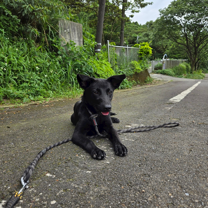 新北市三芝區公立動物之家,編號:408108, 混種犬          