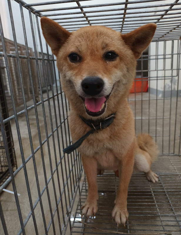 嘉義縣動物保護教育園區,編號:414594, 柴犬                  