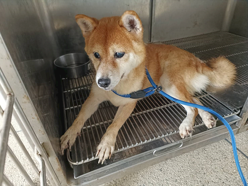新竹市動物保護教育園區,編號:414775, 柴犬                  