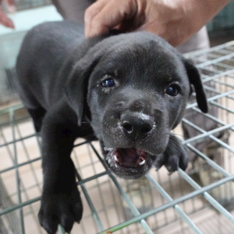 臺南市動物之家灣裡站,編號:405446, 混種犬          